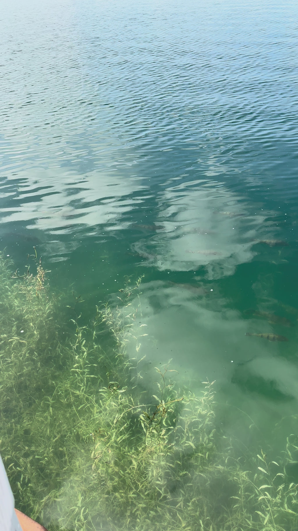 Fishing Glasses, BaitClear Horizon